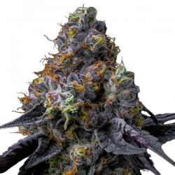 RAINBOW SHERBET